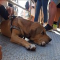 Cagnetta smarrita si intrufola nell'IPSIA "Banti ". L'appello della Lega del Cane