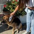 Giro di vite a Giovinazzo sulle deiezioni canine abbandonate