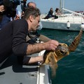 Ancora troppe tartarughe morte per annegamento