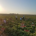 Ordinanza del presidente della Regione Puglia per il lavoro all’aperto a temperature elevate