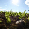 Daniele de Gennaro e LED Giovinazzo al Parco Scianatico per parlare di agricoltura