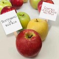 Mele AISM, oggi e domani banchetti a Giovinazzo