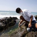Alga tossica anche a Giovinazzo. Lo conferma Arpa Puglia