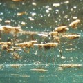 Alga tossica: concentrazioni elevate sul litorale sud
