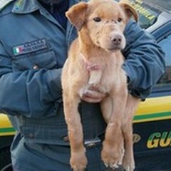 Gli animali e l’ambiente a scuola