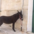 Bruno Dias e l'asinella Salam a Giovinazzo