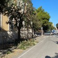 Glifosate nel verde pubblico? La Garden Design e l'assessore Depalo replicano a PVA