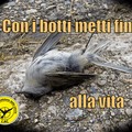 Appello della Lac: «Basta botti di fine anno, uccidono gli animali»