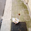 Escrementi umani in via Felice Leoni: i residenti si ribellano