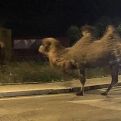 Cammelli a spasso per le vie di Giovinazzo