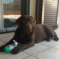 Cane scomparso: «Aiutateci a ritrovarlo»
