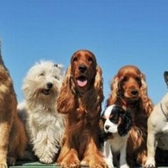 Oggi c'è la  "Giornata a 6 zampe "
