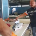Tonno adulterato e poi messo in commercio: obbligo di dimora per un 27enne