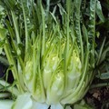 Cicoria "Puntarelle " molfettese coltivata a Giovinazzo: ok all'IGP