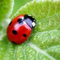 Tante coccinelle a Giovinazzo: rispettiamole