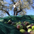 Galizia su oleoturismo: «Occasione di rilancio per le nostre imprese»