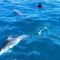 Delfini in mare tra Giovinazzo e Molfetta: lo spettacolo in un VIDEO in rete