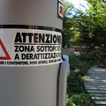 Ratti e topi in città: la puntualizzazione dell'Assessorato al Decoro Urbano