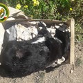 Cani morti abbandonati tra i rifiuti a Torre Bonvino