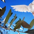 Domenica delle Palme: il programma liturgico nelle parrocchie di Giovinazzo