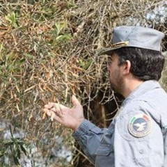 Xylella su ulivi giovinazzesi: «Esami negativi»