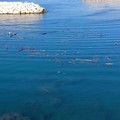Tronchi nel porto di Giovinazzo dopo le mareggiate: Comune al lavoro per la soluzione