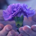  "Fiore di maggio ", così la Caritas diocesana sostiene le imprese florovivaistiche