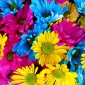 Fiori a San Valentino, allarme su vivai in ginocchio per caro energetico