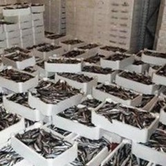 Guardia Costiera, conclusa l'operazione  "Labyrinth "