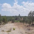 Giovinazzo celebra oggi la "Giornata FAI all'aperto "