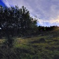 Borgo in Fiore, sabato vernissage al San Martin della mostra fotografica di Vincenzo Catalano