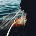 Coldiretti: «Con nuove misure UE a rischio settore pesca»
