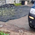Olive come diamanti, il prezzo sale e aumentano i furti: due fermati