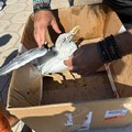 Ami conficcati e lenza attorcigliata: gabbiano intrappolato a Giovinazzo