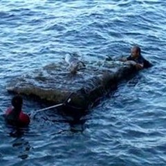 Un gabbiano reale soccorso dall'Anpana
