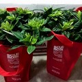 Gardensia AISM in Piazza Vittorio Emanuele II a sostegno della ricerca sulla Sclerosi Multipla