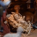Stasera il Comitato Feste Giovinazzo accoglie Gesù Bambino nella sua sede