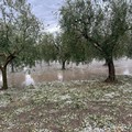 Grandinate 2023 a Giovinazzo, Romito chiede chiarezza