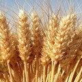 Coldiretti: «Col caldo a rischio ortaggi, grano e foraggere»