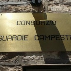 Furti di olive, Guardie Campestri in allerta