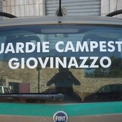 Ladri di olive in azione, preso un 58enne