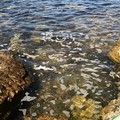 L'allarme dei lettori: «Schiuma e feci in mare a Levante»