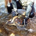 Tartaruga trovata sul fondale tra Santo Spirito e Giovinazzo