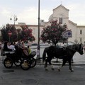 Questo pomeriggio l'esibizione equestre all'area mercatale