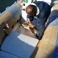 Ultim'ora: un'altra tartaruga salvata a Giovinazzo