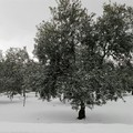Neve a gennaio, il Governo stanzia 10,4 milioni per la Puglia