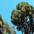 Alla "San Tommaso " ci sono ancora i bozzoli di processionaria