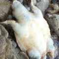 Tartaruga morta a Ponente