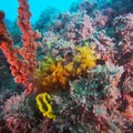 Una piccola barriera corallina da custodire tra Giovinazzo e Molfetta (FOTO)