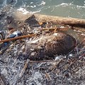 Ariete morto trovato sotto la passerella di Levante (VIDEO)